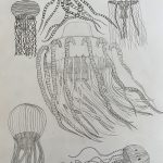 6a Quallenfamilie, Bleistiftzeichnung von Sonia (SJ 2025_26)