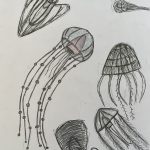 6a Quallenfamilie, Bleistiftzeichnung von Tilman (SJ 2025_26)