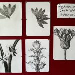 Zeichnen mit Graphitstift, Pflanzen