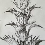 Zeichnen mit Graphitstift, Pflanze