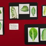 Malen mit Acrylfarbe, Übung, Salatblatt